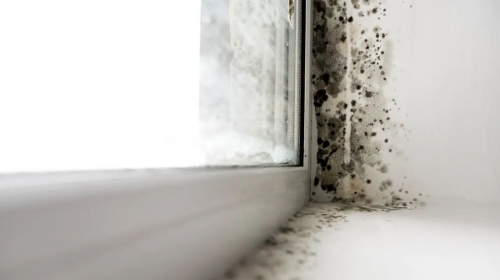 1663125970680511vZ2U.png 霉菌1.png